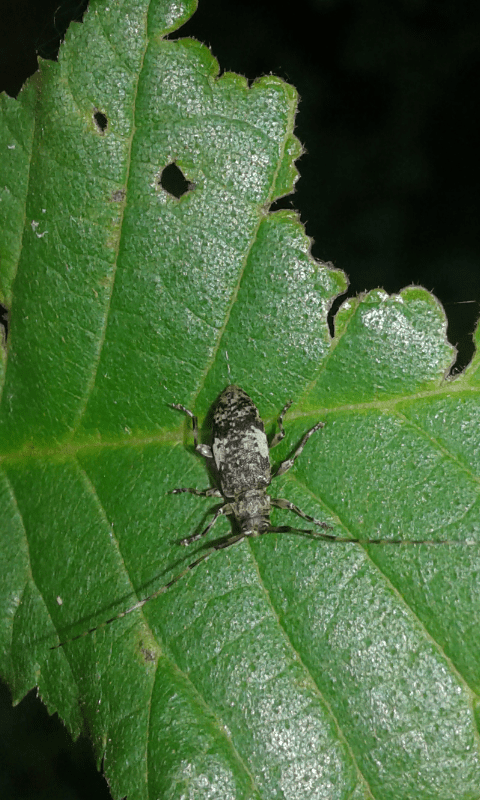 Leiopus nebulosus (Cerambycidae)? S.